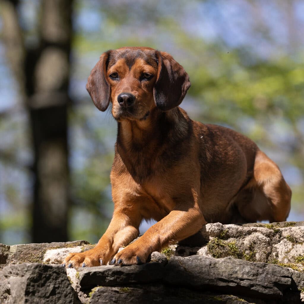 Betriebshund Bonnie