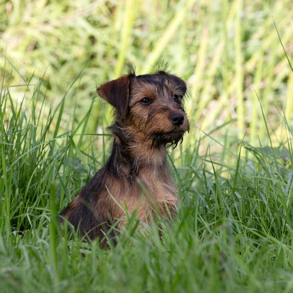 Betriebshund Lotte