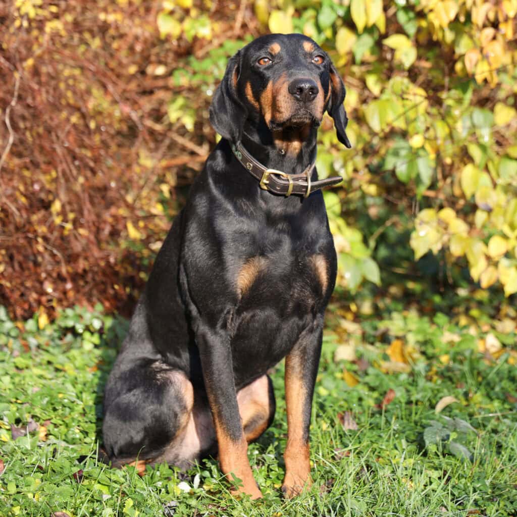 Betriebshund Nando