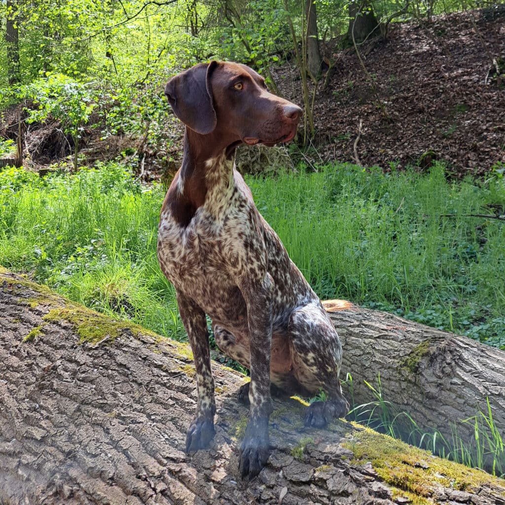Betriebshund Paula