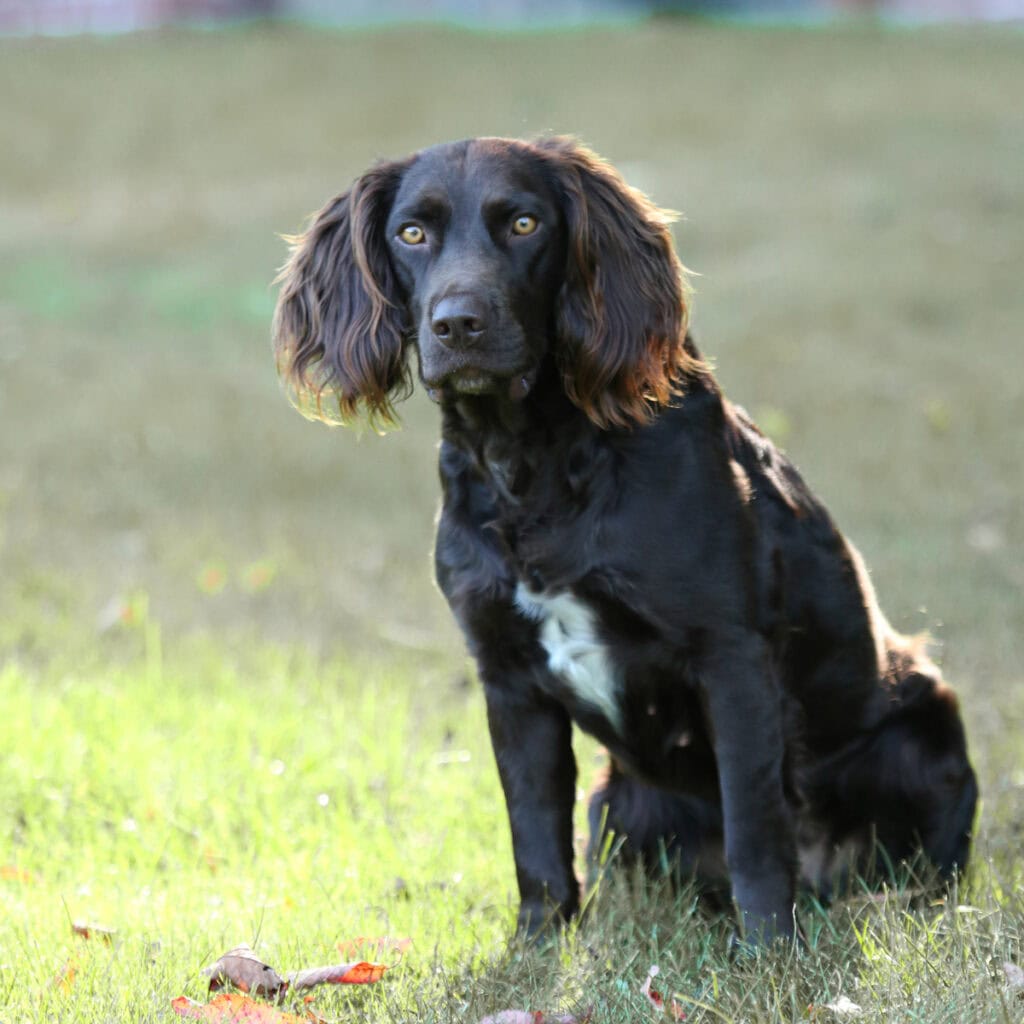 Betriebshund Ylva