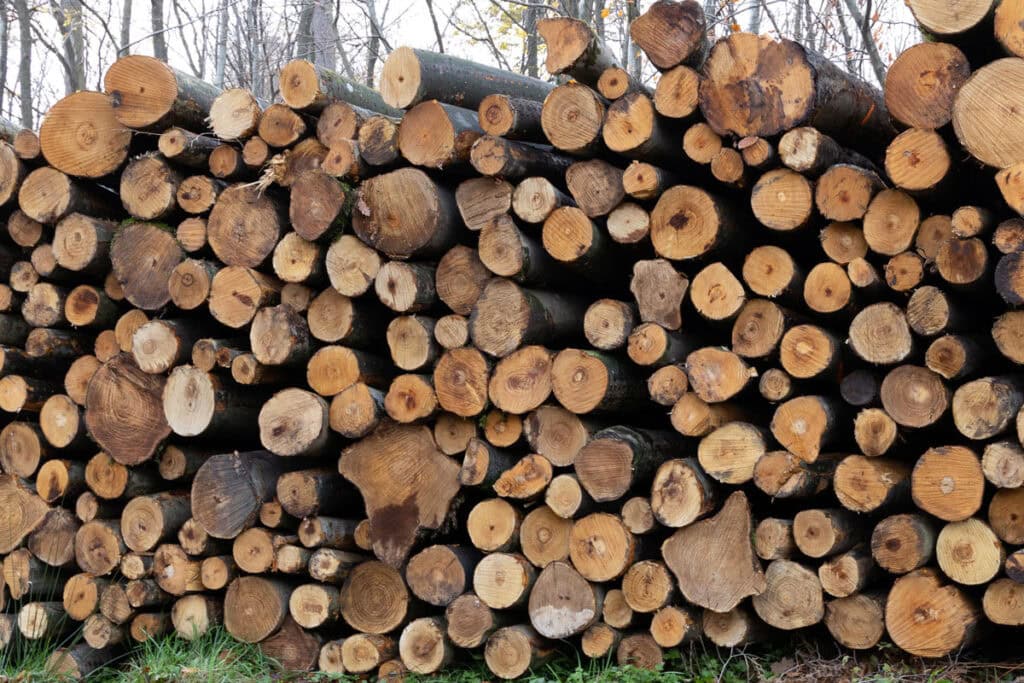 Gestapelte Baumstämme im Wald