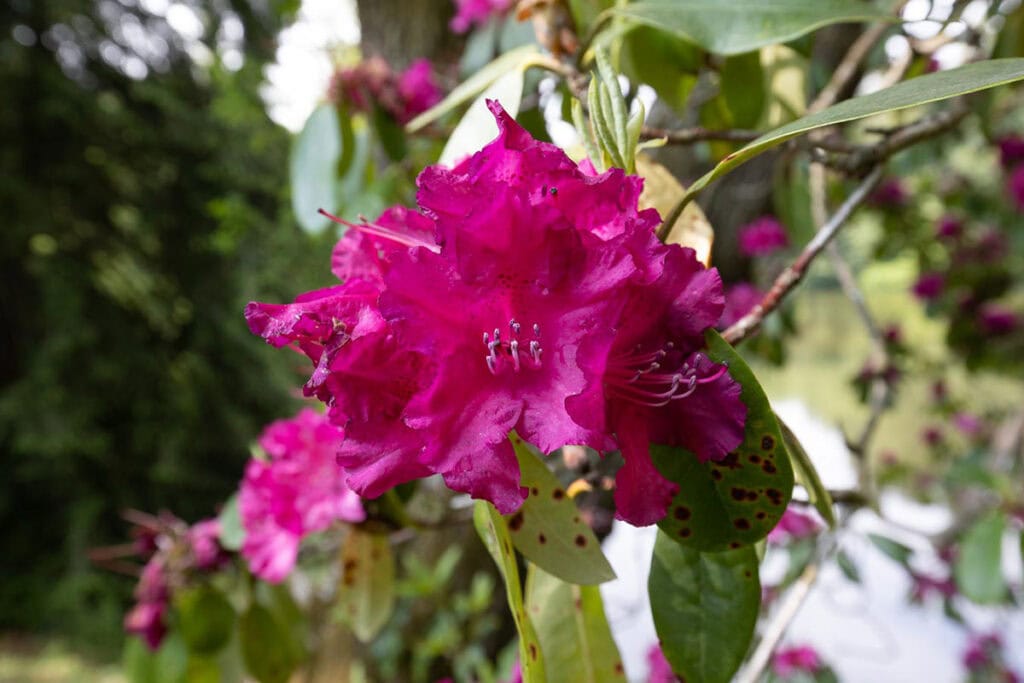 Leuchtend pinke Rhododendronblüte im Garten