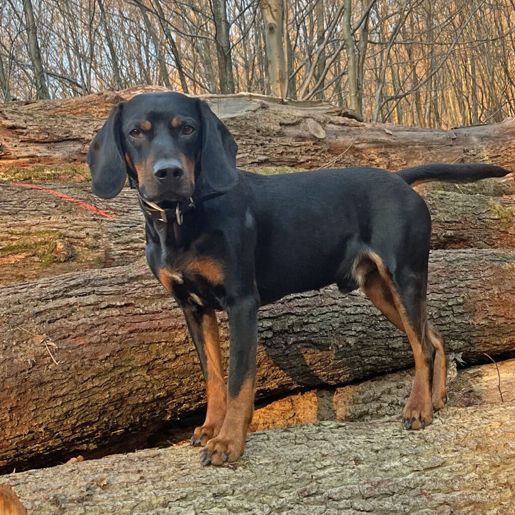 Betriebshund Arthur